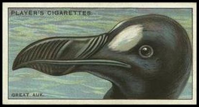 1 The Great Auk